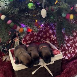 Belgian Malinois Puppies from Care 2 Protect