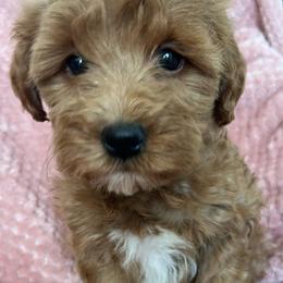 Myra - Red  female Goldendoodle puppy in Lowville, New York from Adirondack Labradoodles