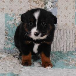 Bordeaux - Black tri female Toy Australian Shepherd puppy in Okeana, Ohio from Fetching Toy Aussies