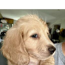 Theo - Dachshund