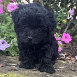 Rayven - Black female Maltipoo puppy in Lebanon, Kentucky from Mosaic Merle Doodles