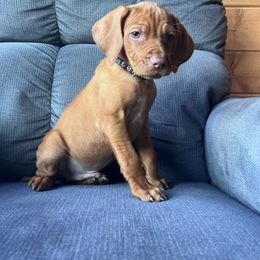 Charter-Black Collar - Golden rust male Vizsla puppy in Dugspur, Virginia from Pilgrims Trails Shorthairs