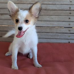 Cajun girl - White black and tan female Papillon puppy in Joshua, Texas from Summertime Kennels