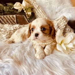 Cavalier King Charles Spaniel Puppies from Sunset Valley Cavaliers