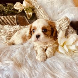 Cavalier King Charles Spaniel Puppies from Sunset Valley Cavaliers