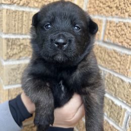 Belgian Malinois Puppies from Noordkust Malinois
