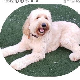 Suki - Goldendoodle