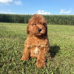 Gus - 7345 - Parti male Goldendoodle puppy in Wever, Iowa from JK Royal Lines