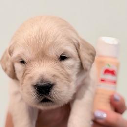 Girl 2 - Peach-Orange - Light golden female Golden Retriever puppy in Mc Minnville, Tennessee from Wishaw Whisky Golden Retrievers