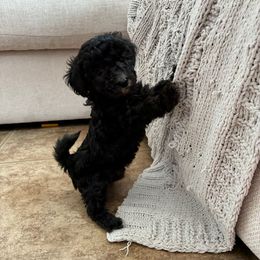AKC Teddy - Black female Poodle puppy in Maricopa, Arizona from La Petite poodle