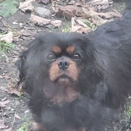 Chickie - Cavalier King Charles Spaniel