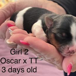 Girl 2 - Black tan and white female Biewer Terrier puppy in Chester, South Carolina from Classic Biewers
