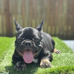 T-Bone - Black and tan male French Bulldog puppy in Washington from Pawcific Coast Bullies
