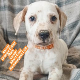 Barrel (Orange Collar) Homozygous LUA - White and lemon male Dalmatian puppy in Raymondville, Missouri from Wagner's Dalmatian's