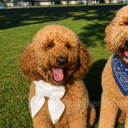 Goldendoodles from Zaribenjidoodles