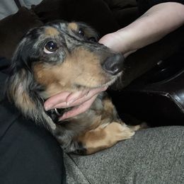 Jagger - Dachshund