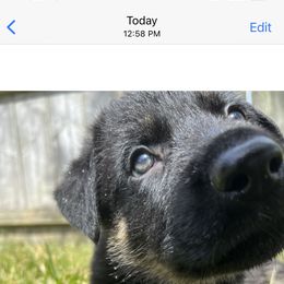 German Shepherd Puppies from Paws Of Germany
