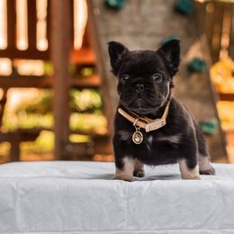 French Bulldog Puppies from Kring French Bulldogs