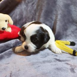 Parker Selfridge - Chocolate male Havanese puppy in Hamptonville, North Carolina from Alabama Havanese Kennel Tidewater Kennel