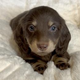 Abby's Chocolate and Cream Boy - Chocolate and cream male Dachshund puppy in Kalama, Washington from Dazzling Doxies