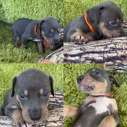 Catahoula Leopard Dog Puppies from Middle Acres Catahoulas