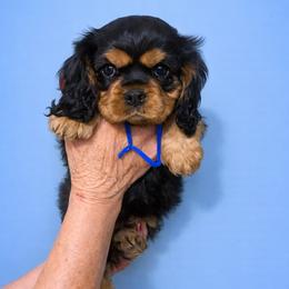 Blue collar - Black and tan male Cavalier King Charles Spaniel puppy in Great Bend, Kansas from Bridgeford Cavaliers
