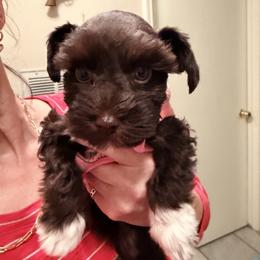 Miniature Schnauzer Puppies from Melissa Knight