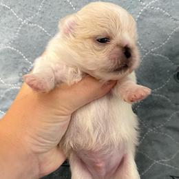 Woody - Cream male Pekingese puppy in Clinton, Tennessee from Gracelands Pekingese