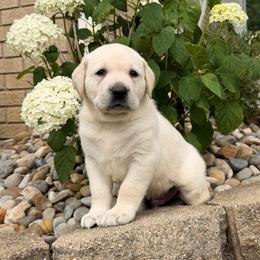 Seth - Yellow male Labrador Retriever puppy in Archer Lodge, North Carolina from Archer Lodge Labradors
