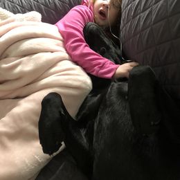 Labrador Retriever All Grown Up from Royal Ridge Labs