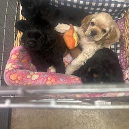 Cocker Spaniel puppies from Lapoco
