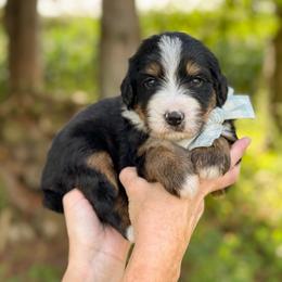 JJ - Tri-color male Bernedoodle puppy in Bellville, Ohio from Bernedoodle Buddies