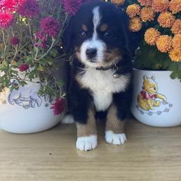 Bernese Mountain Dog Puppies from Blue Ridge Bernese