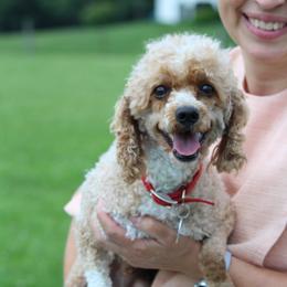 Rusty - Poodle
