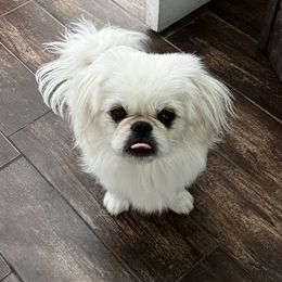 Dasher - Cream male Pekingese puppy in Mabank, Texas from Peke Lovers of Texas