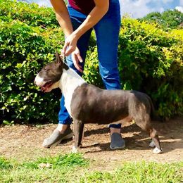 Gator - Miniature Bull Terrier