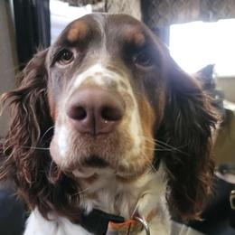 Maggie - English Springer Spaniel