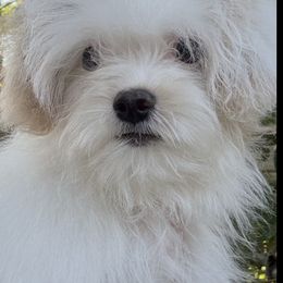 Poppy - White female Maltipoo puppy in Orlando, Florida from Denise’s Puppies