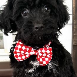 Companion Cross, Maltese, Morkie, and Yorkipoo Puppies from MC Kennels