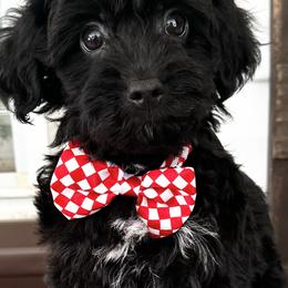 Companion Cross, Maltese, Morkie, and Yorkipoo Puppies from MC Kennels