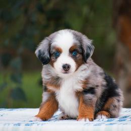 Posie - Blue merle female Miniature American Shepherd puppy in Chocowinity, North Carolina from Foxtail Hollow