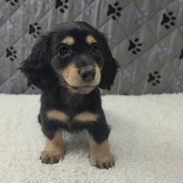 Esme PRA clear - Blue and tan female Dachshund puppy in Dade City, Florida from Kingpindoxies