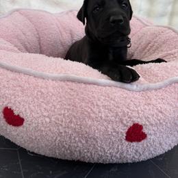 Doberman Pinscher Puppies from Haus of Hound