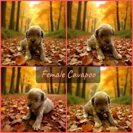 Female Apricot - Apricot female Cavapoo puppy in Harrah, Oklahoma from Sunshines Pomeranians & Cavapoos