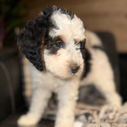 Daisey - Tri-color female Bernedoodle puppy in Jim Falls, Wisconsin from Pup Paw-fection