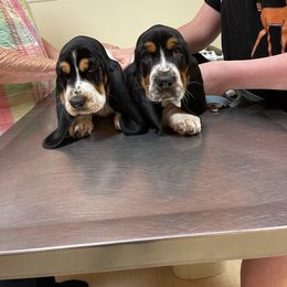 Basset Hound Puppies from Christy's Basset Hounds