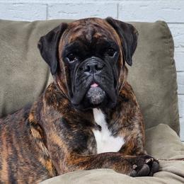Ira - Boxer