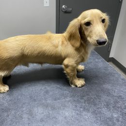 Happy akc breeding prospect embark clear pra clear - Cream male Dachshund puppy in Magnolia, Texas from Carrie’s Countryside Dachshunds