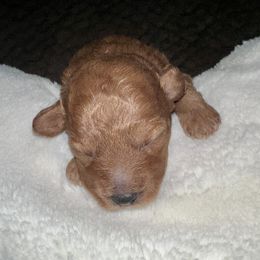 Poodle Puppies from Chamberland Poodles