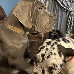 Great Dane Puppies from HCR Great Danes